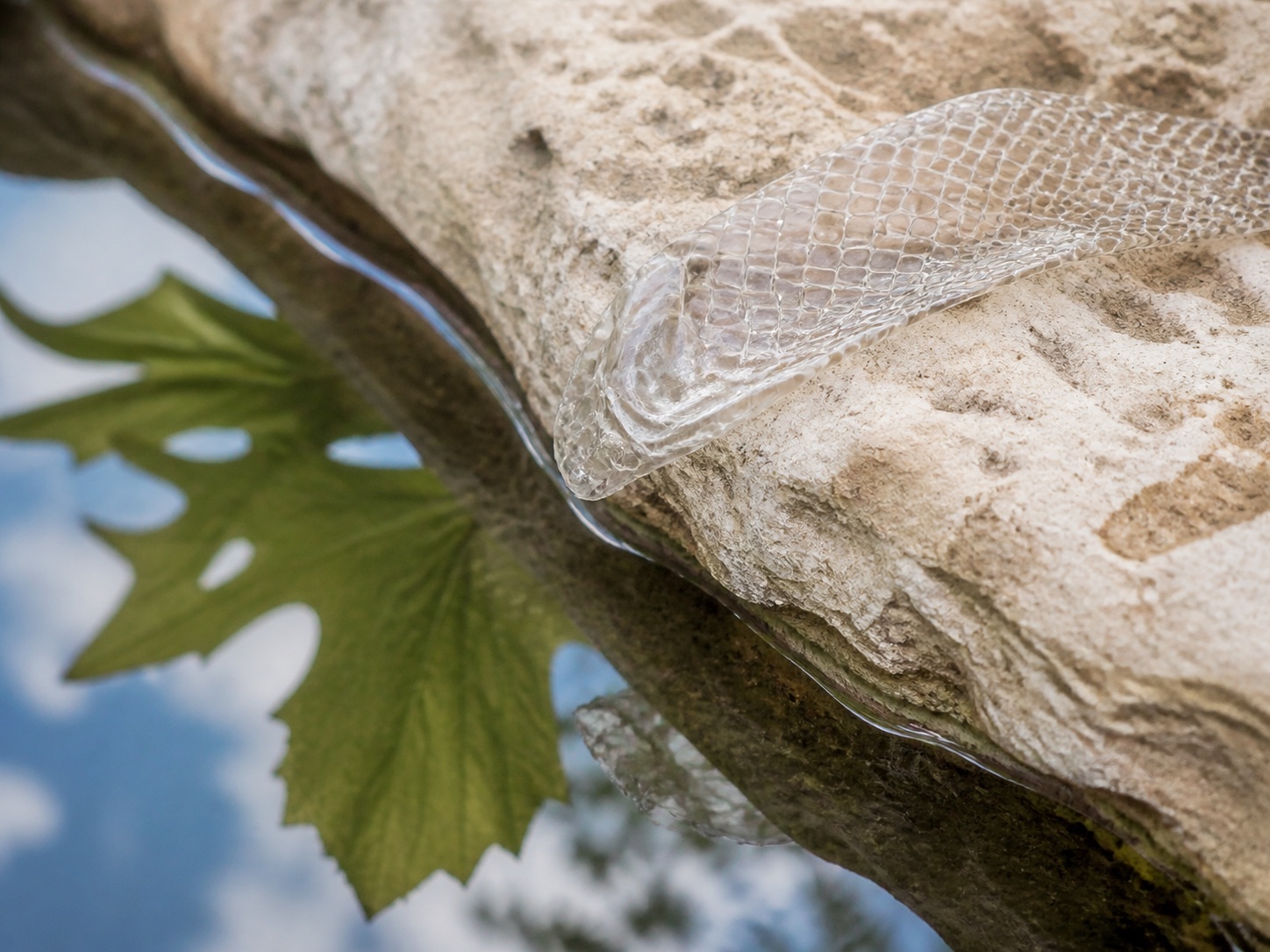 A translucent snakeskin scale on limestone above a reflected green leaf
